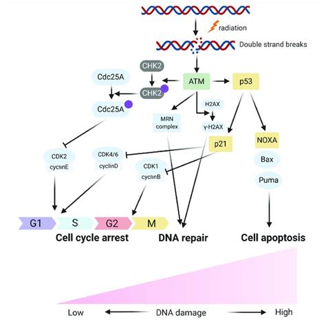 The Roles Of Several Ncrnas On Cell Respones Radiation Induced Dna Download Scientific