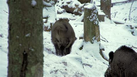 Two Wild Boars Sus Scrofa In Winter Looking For Food In The Snow