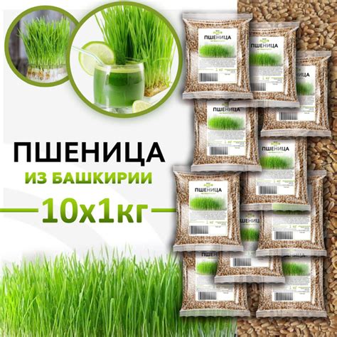 Пшеница для проращивания 10 шт. по 1кг - купить с доставкой по выгодным ...