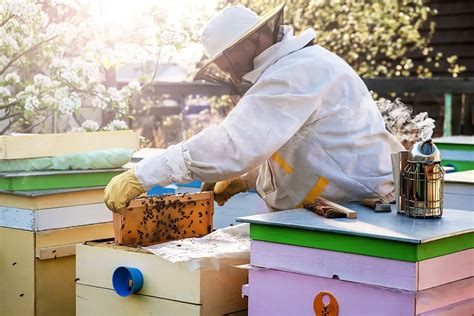 Backyard Beekeeping For Beginners Rules Equipment Tips