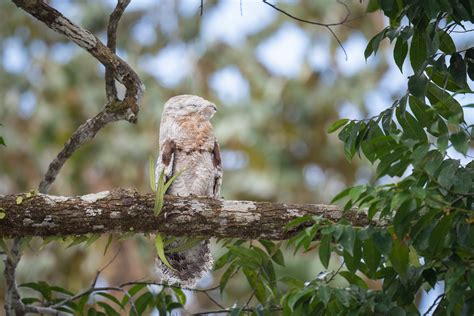 Common Potoo | Sean Crane Photography