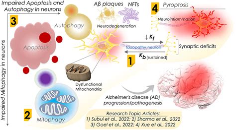 Frontiers Editorial Apoptosis Autophagy And Mitophagy Dysfunction