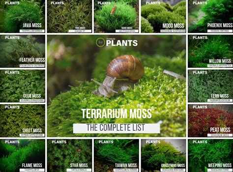 The Best Types Of Moss For Terrariums How To Care For Them