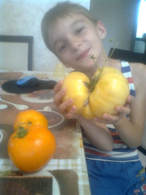 Томат Большой пломбир: ОТЗЫВЫ (9), фото | tomatland.ru