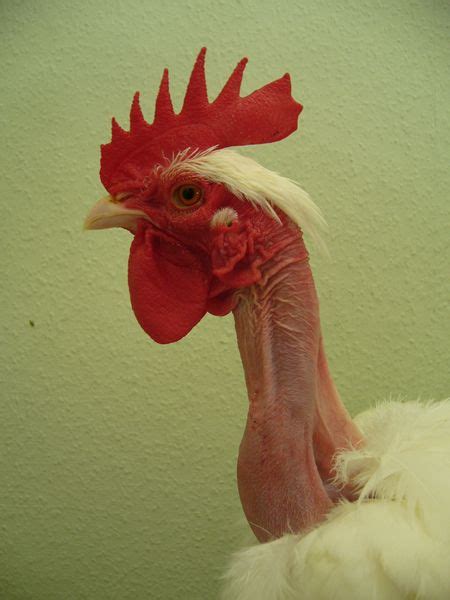 Transylvanian Naked Necked Chicken Artofit