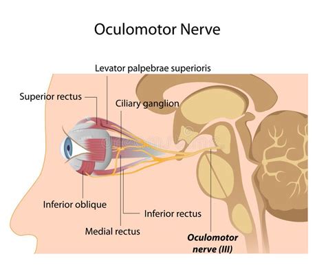 The Oculomotor nerve stock vector. Illustration of ganglion - 24625982