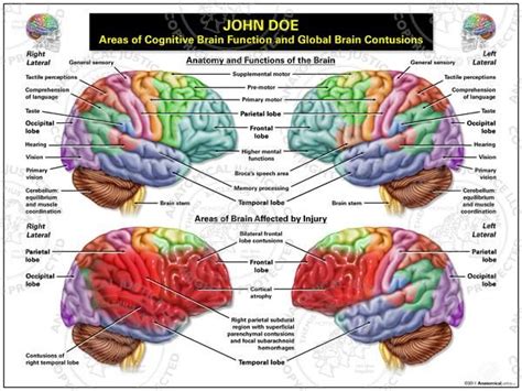 Anatomy Of The Frontal Lobe - The Anatomy Stories