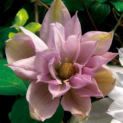 Preorder Clematis ‘Violet Elizabeth’ | Amsterdam Garden Centre