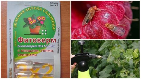 Методы борьбы с малиновой стеблевой мухой