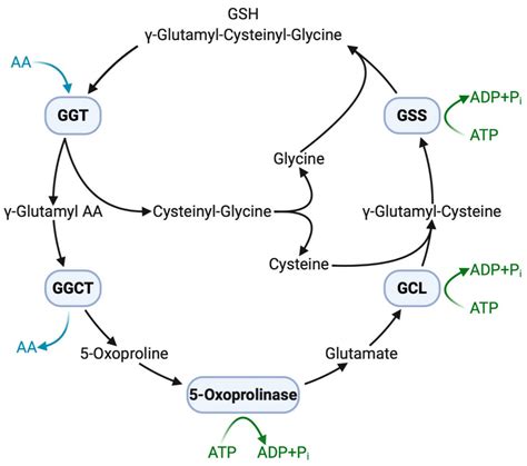 Antioxidants Free Full Text A Systematic Review Of Serum