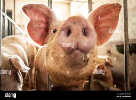 Matschiger Schweinestall Mit Schweinen Fotos Und Bildmaterial In