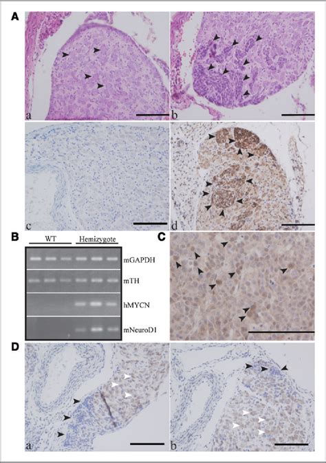 Figure From The Neuronal Differentiation Factor Neurod Downregulates