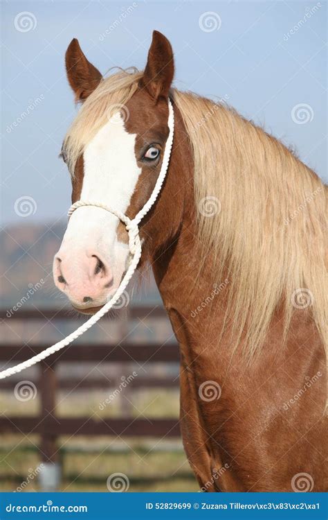 Beautiful Welsh Cob Mare With Halter Stock Image Image Of Outside