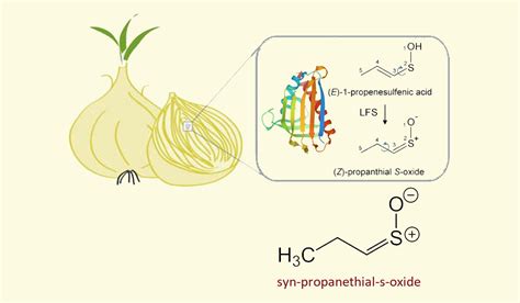 Why Do Onions Make You Cry And How To Prevent It Scientific Explain