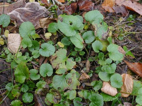 Crenate leaf margins | Identify that Plant