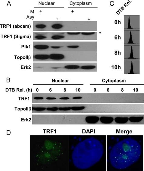 Trf1 Localizes In Nucleus And Its Protein Level Is Not Cell