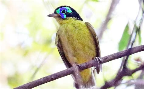 MADAGASCAN Tropical Dry Forest birds