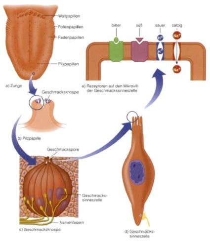 Kapitel Chemische Sinne Flashcards Quizlet