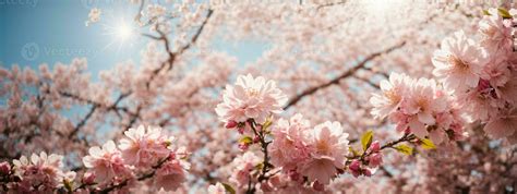 Spring Border Or Background Art With Pink Blossom Beautiful Nature