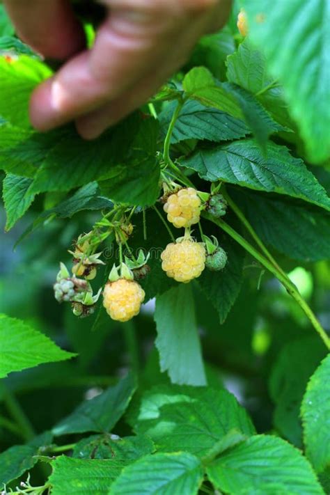 Yellow Golden Raspberries Growing Organic Berries Closeup Ripe Raspberry In Fruit Garden Stock