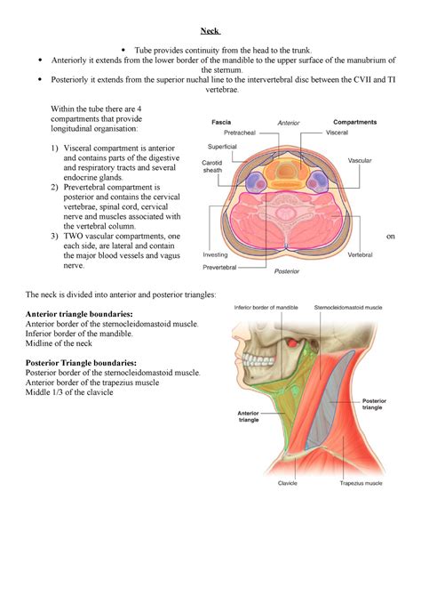 Triangles Of Neck Thorax Head And Neck Unit Neck Tube Provides