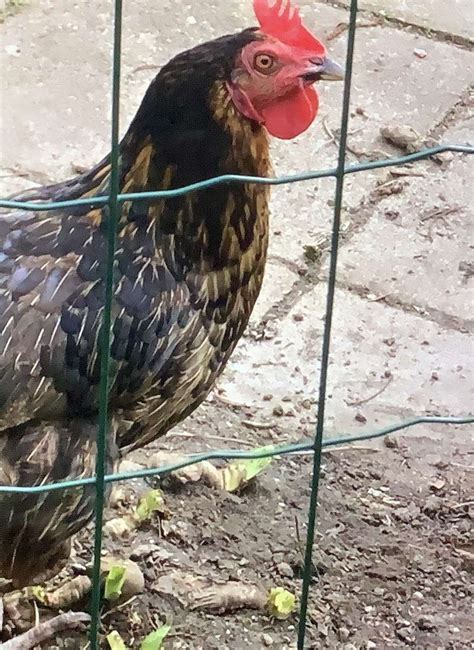 La Gallina Picotea Rompecabezas En L Nea