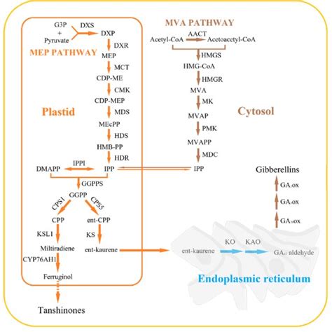 Biosynthetic Pathway Of Tanshinones And Gas In S Miltiorrhiza Mva