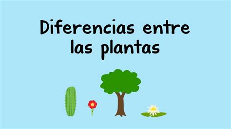 En Que Se Parecen Las Plantas Para Niños Las Mejores Plantas De