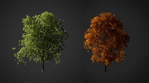 Realistic Tree 3d Model