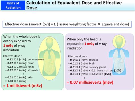 Calculation Of Equivalent Dose And Effective Dose Moe