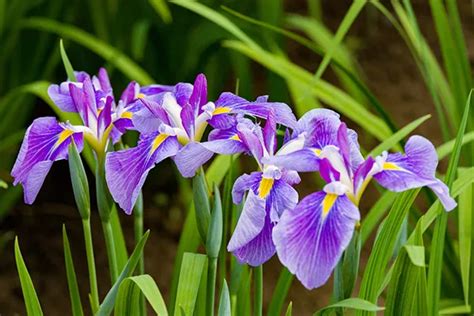 花菖蒲（ハナショウブ）の育て方は？似た花との違いやお手入れのコツ、増やし方 植物とあなたをつなぐplantia