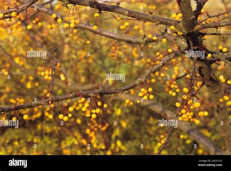 Golden Raindrops Tree Fruit Malus Transitoria Photographed At Rhs