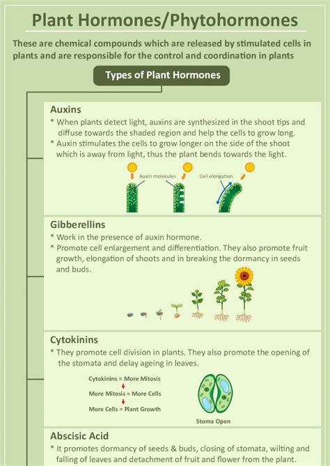 Pdf Plant Hormones Phytohormones · 2020 9 16 · Plant Hormones Phytohormones These Are