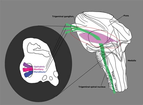 Neuroanatomy Cranial Nerve 5 Trigeminal Treatment And Management