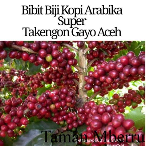 Kg Bibit Kopi Unggul Arabika Varietas Ateng Super Pucuk Hijau Pucuk