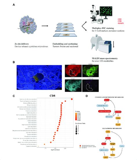 A Schematic Representation For The Unbiased Metabolomics Experiment