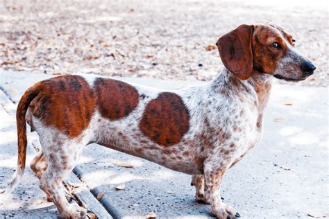 Piebald Dachshund - Temperament, Health, Costs and Pictures