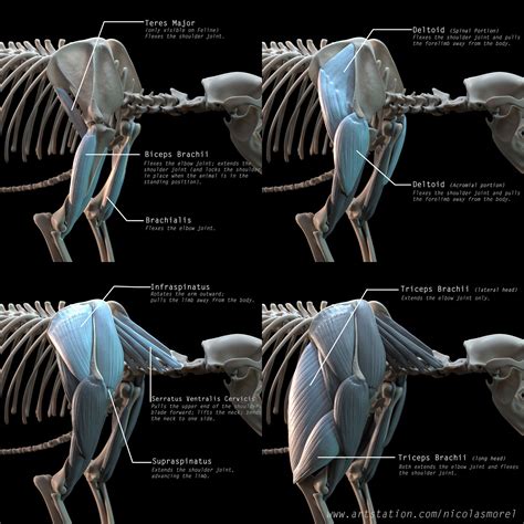 Anatomy breakdown part 1 arm and shoulder nicolas morel – Artofit