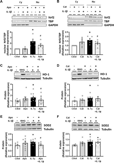 Proposed mechanism by which Nrf2 activation protects against vascular ... 
