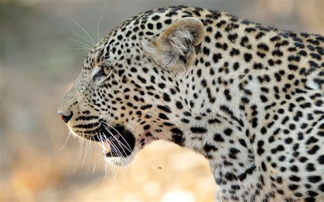 #760650 Big cats, Leopards, Closeup - Rare Gallery HD Wallpapers