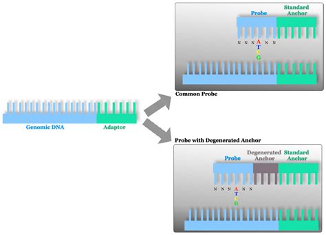 Sensors Free Full Text Dna Sequencing Sensors An Overview