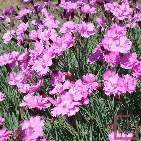 Dianthus Gratianopolitanus Rotkappchen Rosso Porpora Vivai Marche