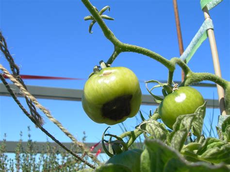 Do My Plants Need Calcium How Much Calcium To Feed Your Plants