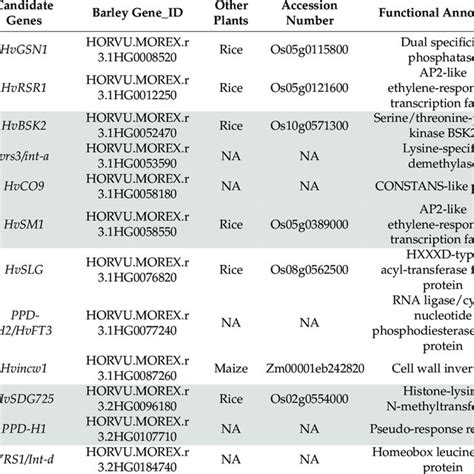 Candidate Or Homologous Genes For The Barley Grain Size Qtl Hotspots