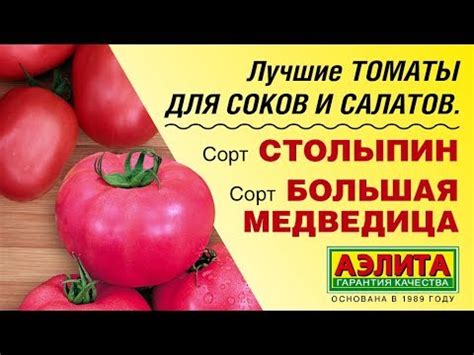 🍅 Лучшие ТОМАТЫ ДЛЯ СОКОВ И САЛАТОВ. Сорт Столыпин | Сорт Большая ...
