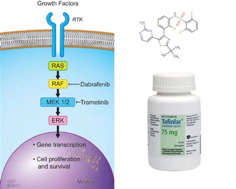 Braftide A 10mer Peptide Synthesized At Lifetein A Potent Allosteric