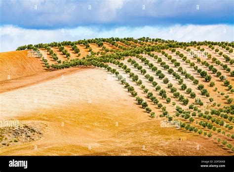 Olive Grove Olive Trees In Andalusia Spain Stock Photo Alamy