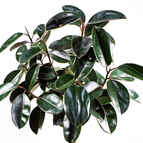 Фикус каучуконосный Абиджан на штамбе Ficus elastica Abidjan on stem ...