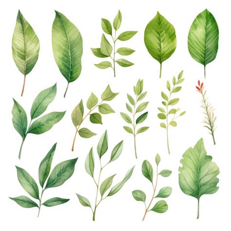 Premium Vector Vector Green Leaves Vector Watercolor Set