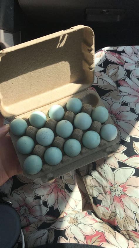 Quail Eggs To Hatch Quail Eggs Eggs Quail